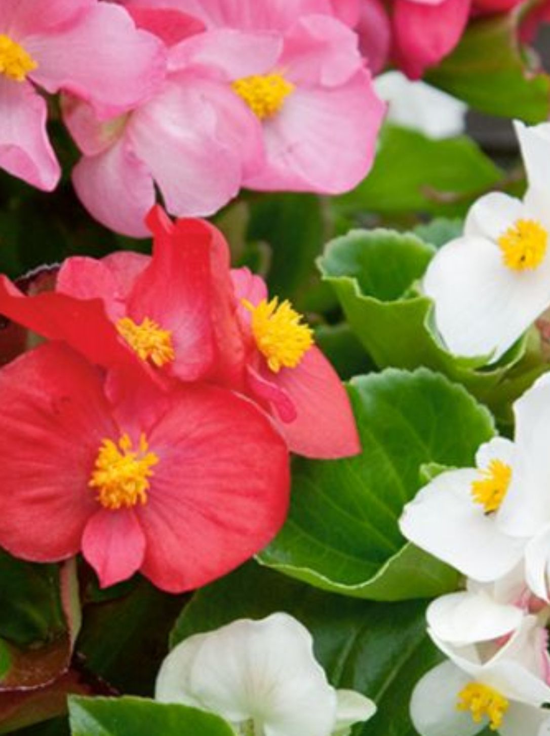 BEGONIA GREEN LEAF MIXED SIX P Bedding Polhill Garden