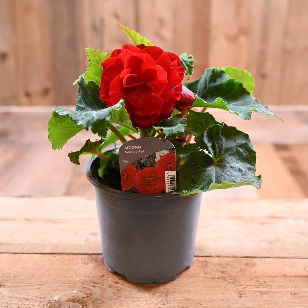 BEGONIA NONSTOP RED 1L Bedding Polhill Garden Centre