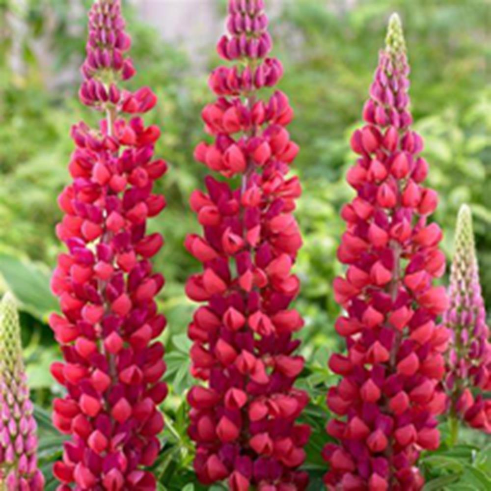 Lupinus Gallery Red 1L - Herbaceous Perennials - Polhill Garden Centre