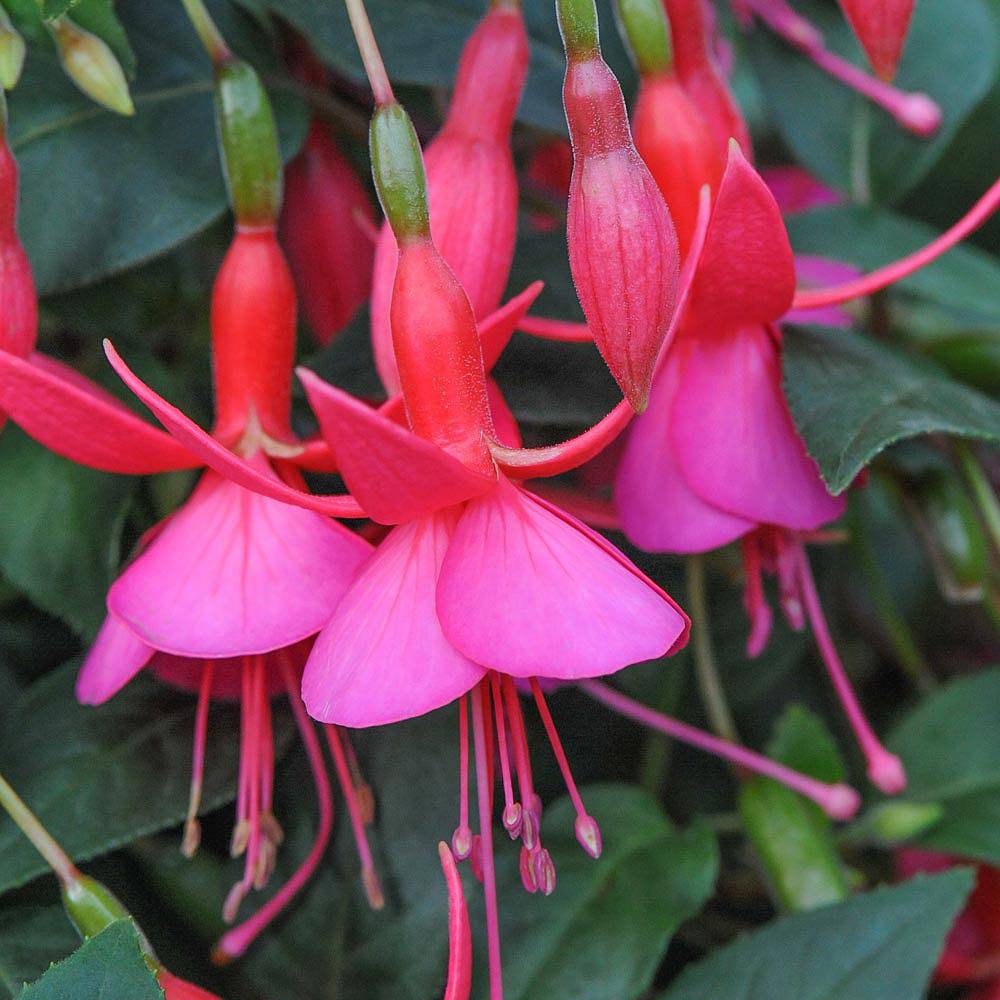 fuchsia-bush-upright-display-9cm-bedding-polhill-garden-centre