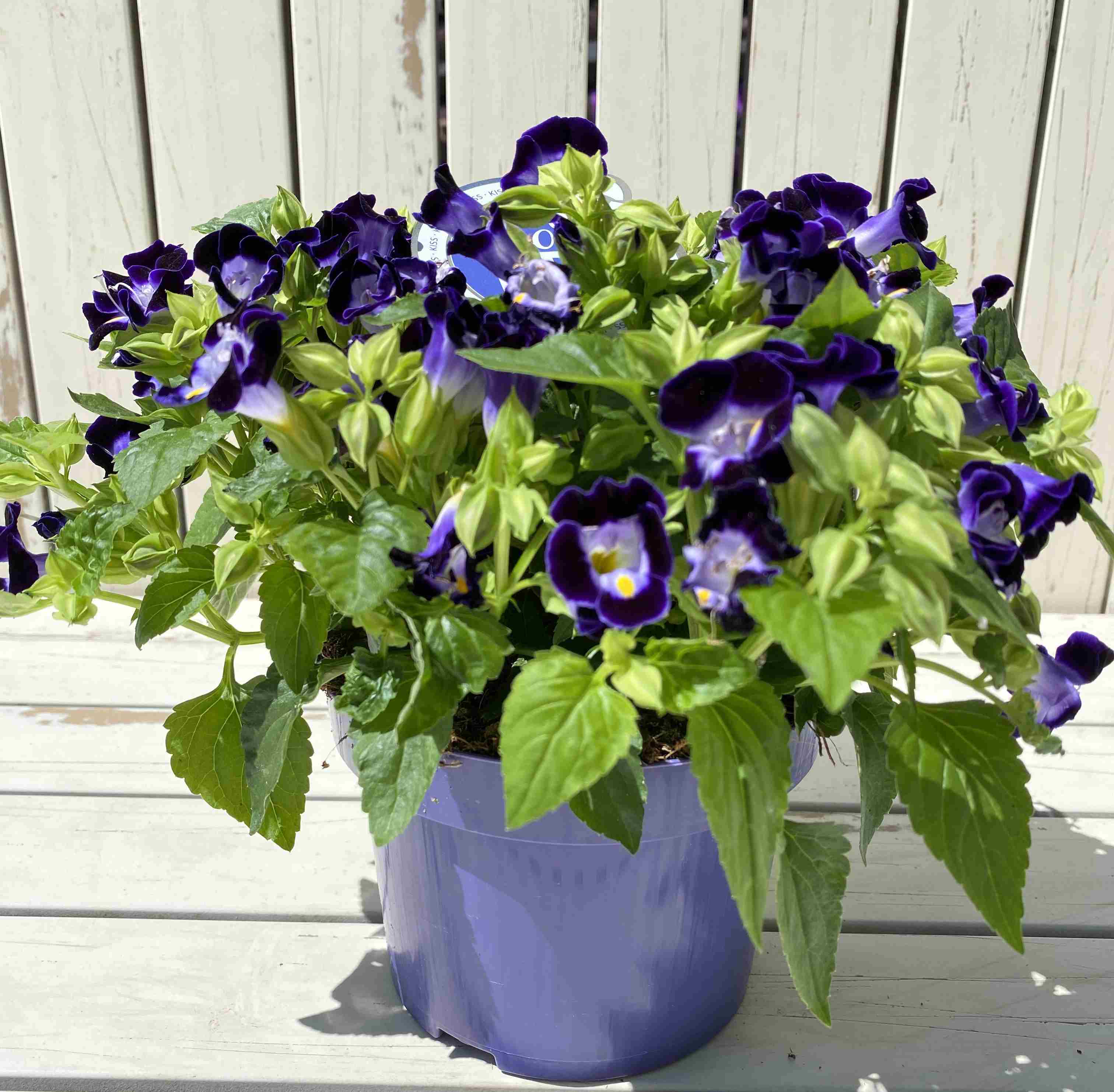 Torenia fournieri Kauai Deep Blue - Bedding - Polhill Garden Centre