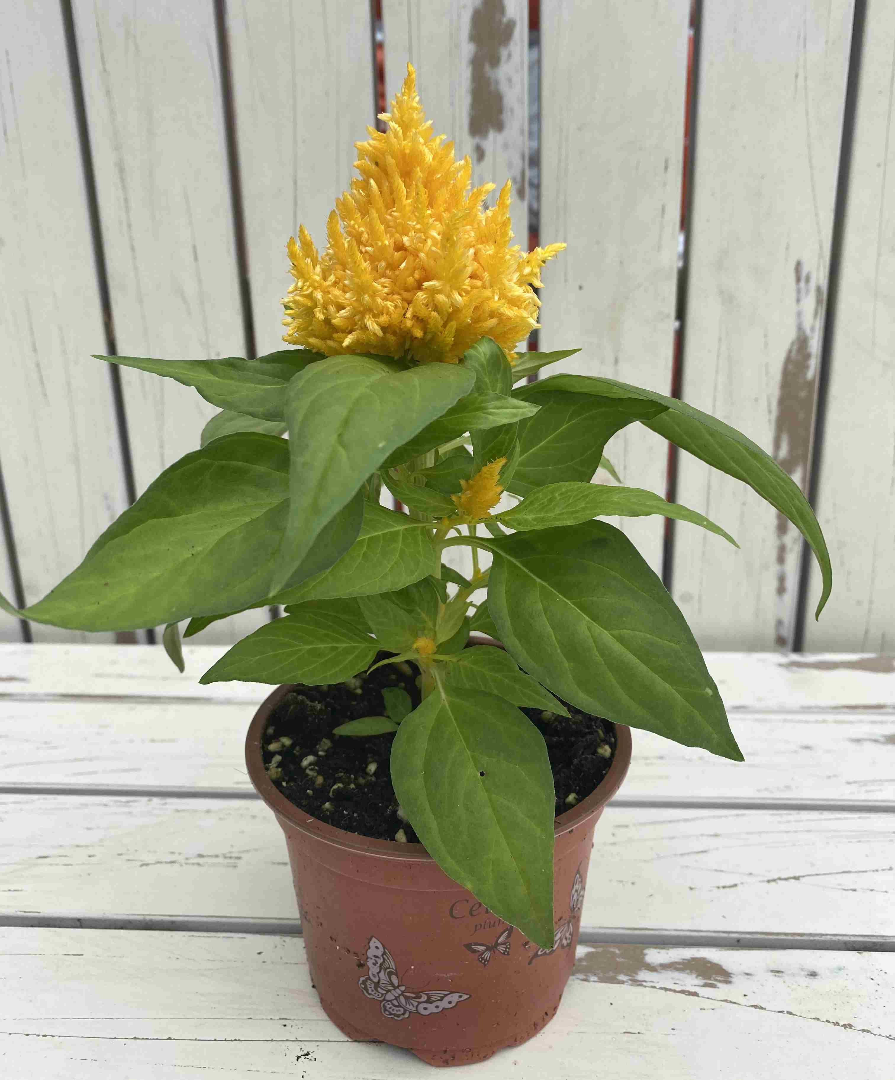 CELOSIA PLUMOSA YELLOW 10.5CM Bedding Polhill Garden