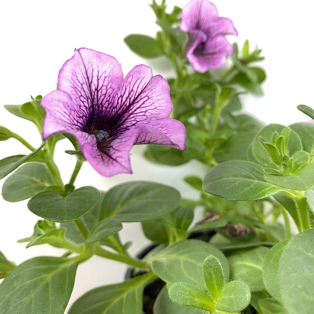 Petunia Upright lilac 12cm Pot - Looking Good - Polhill ...