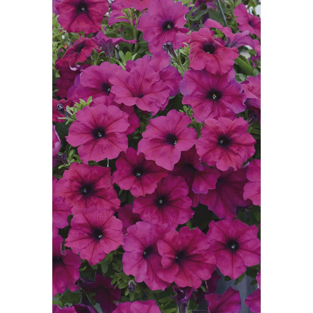 Petunia Fanfare Royal Purple 4.6cm Starter plug plant