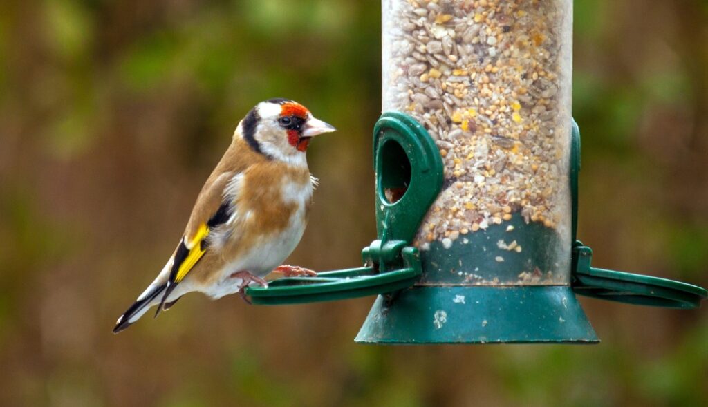 Goldfinch eating