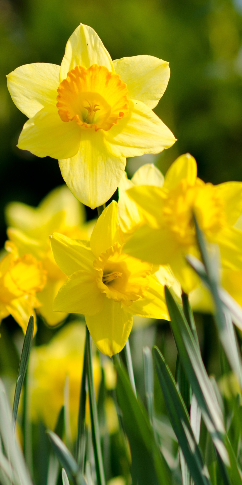 Spring Bulbs at Polhill