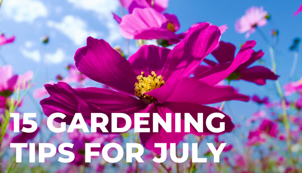15 Gardening Tips for July with Polhill Garden Centre