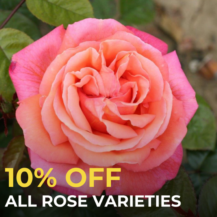 10% Off Roses with Polhill+