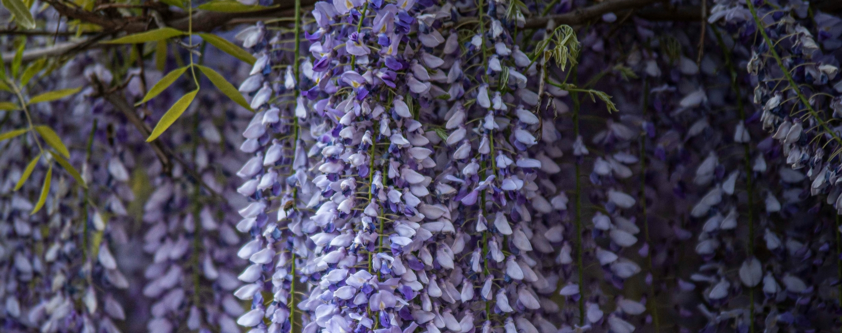 Purple Wisteria