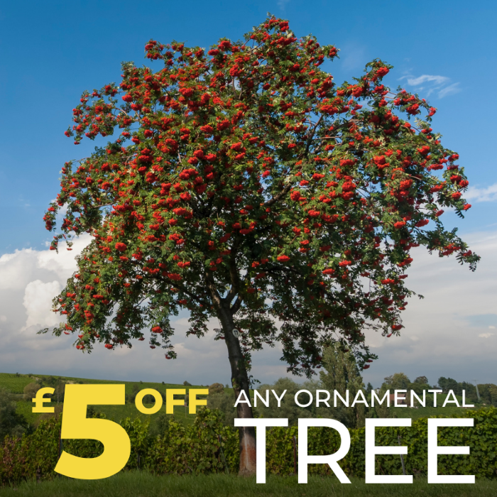 £5 Off Any Tree Polhill+