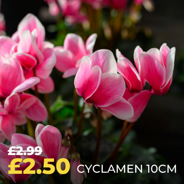 Polhill+ Cyclamen Offer