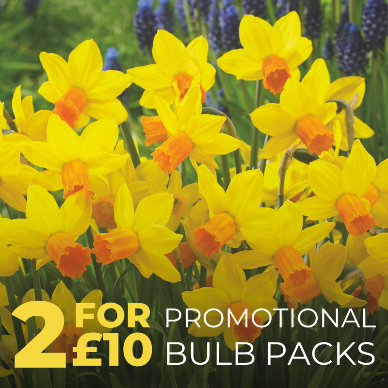 2 for £10 Promotional Bulbs Polhill+