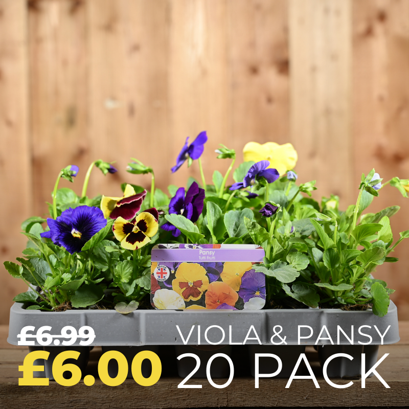 Polhill+ viola & pansy offer