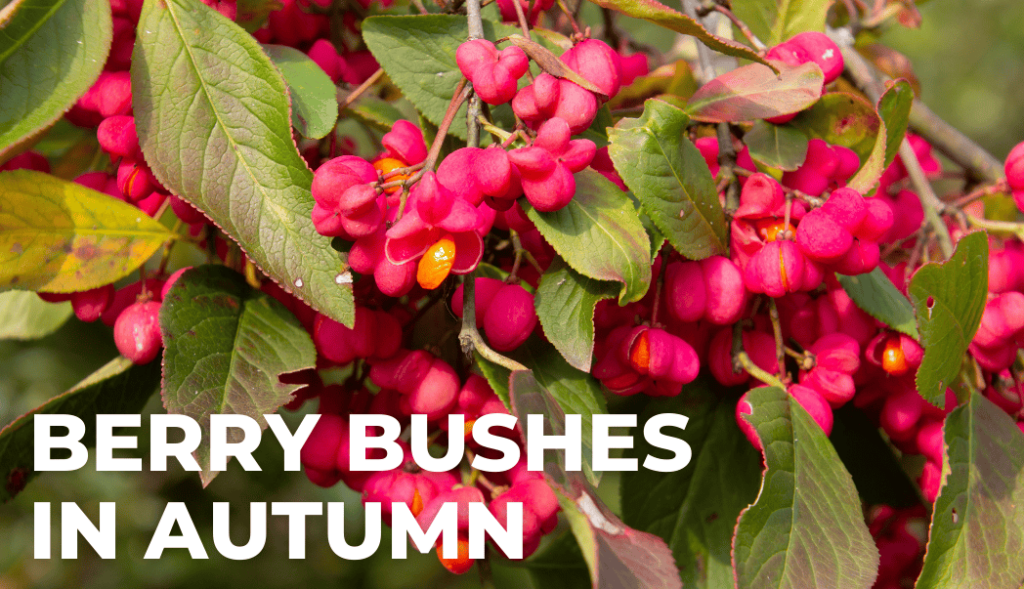 Berry Bushes in Autumn