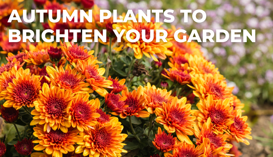 Autumn Plants to Brighten Your Garden