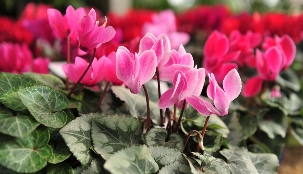 Pink Cyclamen