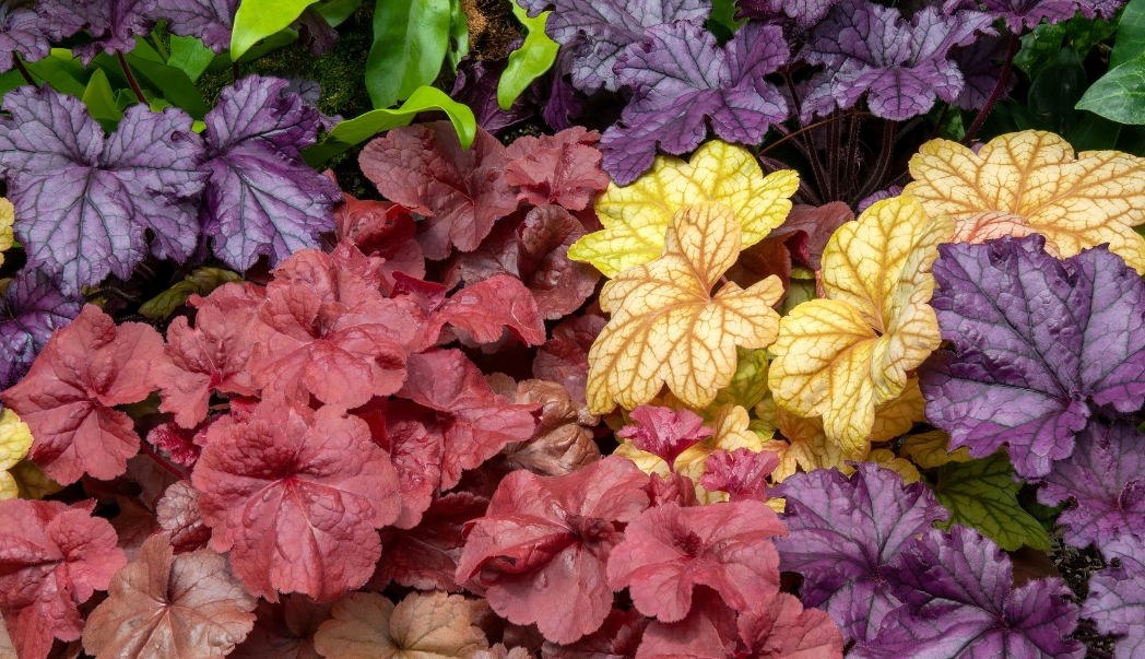 Heuchera