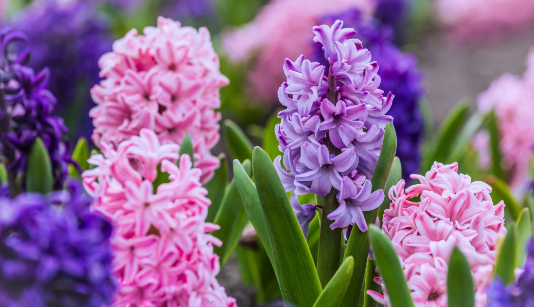 Hyacinths