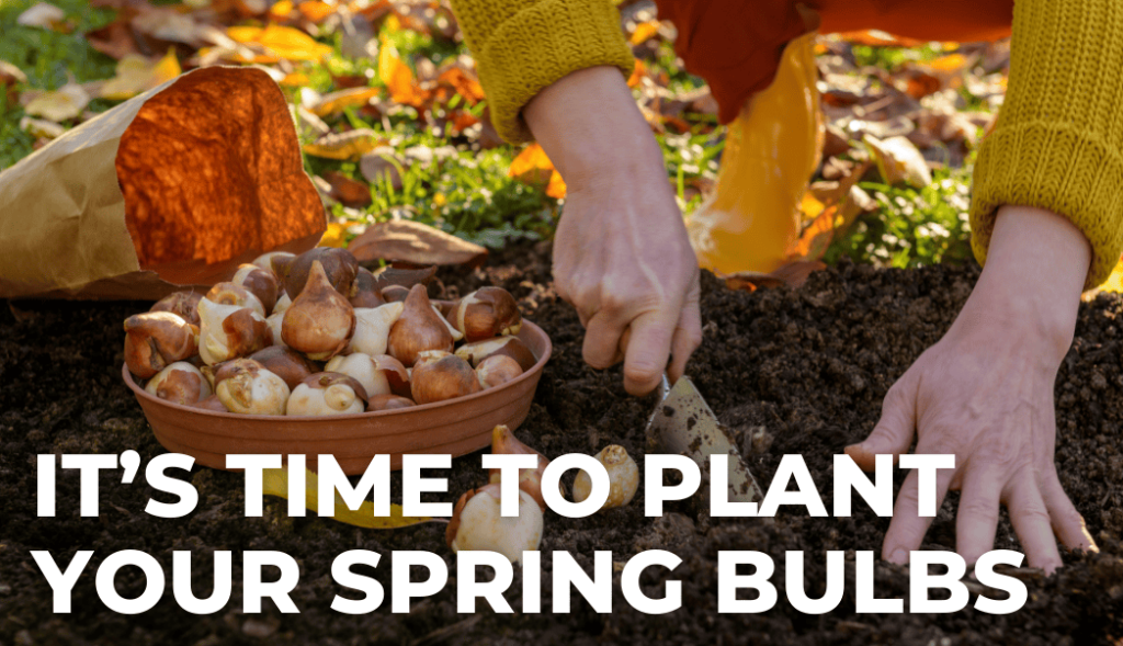 Time to Plant Your Spring Bulbs