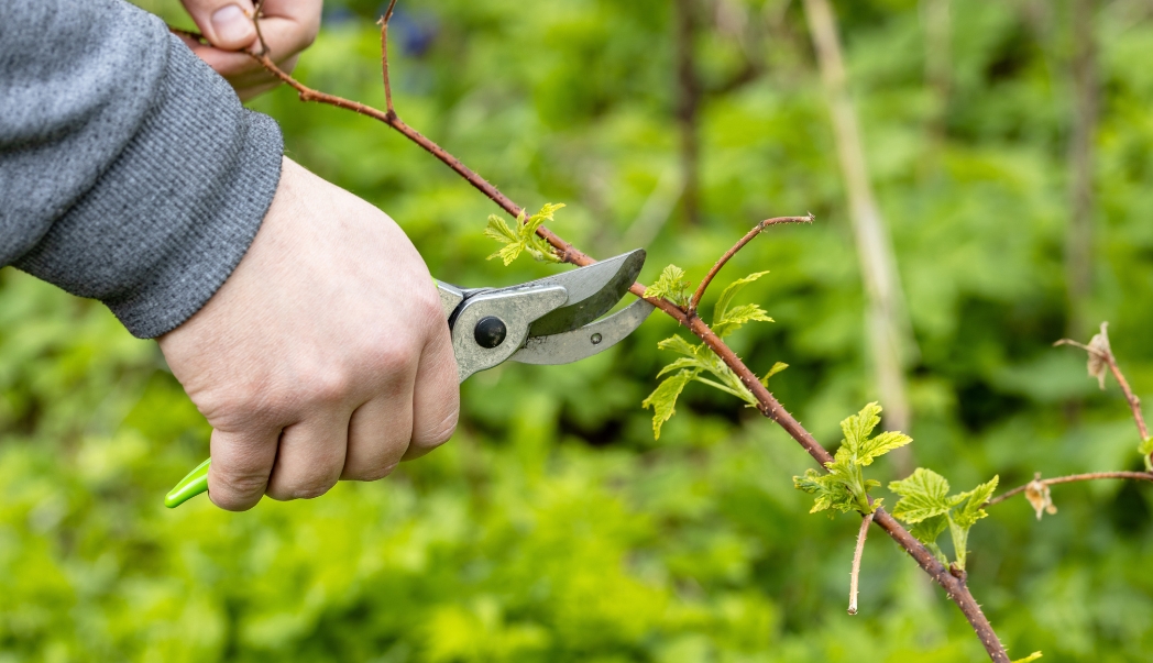 Cutting Bush Back