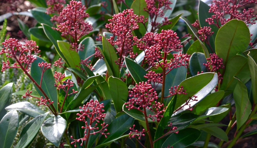 Skimmia