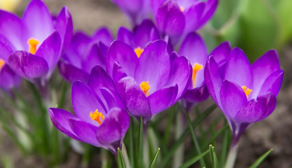 Plant These Spring-Flowering Bulbs Now for a Stunning Display Next Year